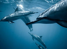 世界杯官方平台-山东高速男篮惜败 小球迷嚎啕大哭 球迷评论区安慰 还收到网友寄来的惊喜礼物……